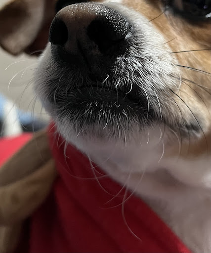 Photo from customer review