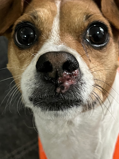 Photo from customer review