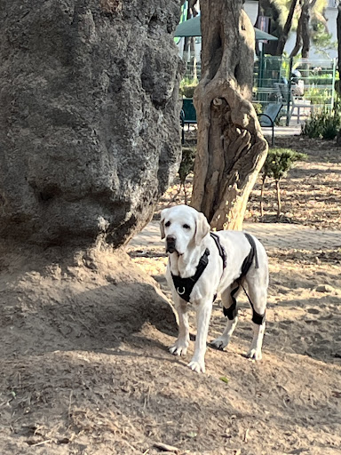 Photo from customer review