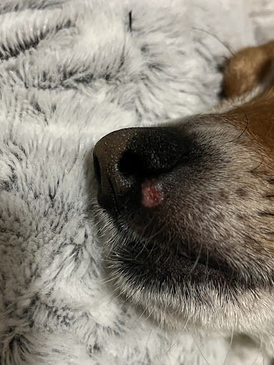 Photo from customer review